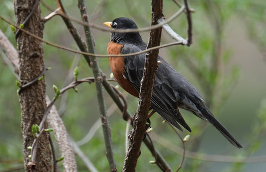 Quick ID: The American Robin