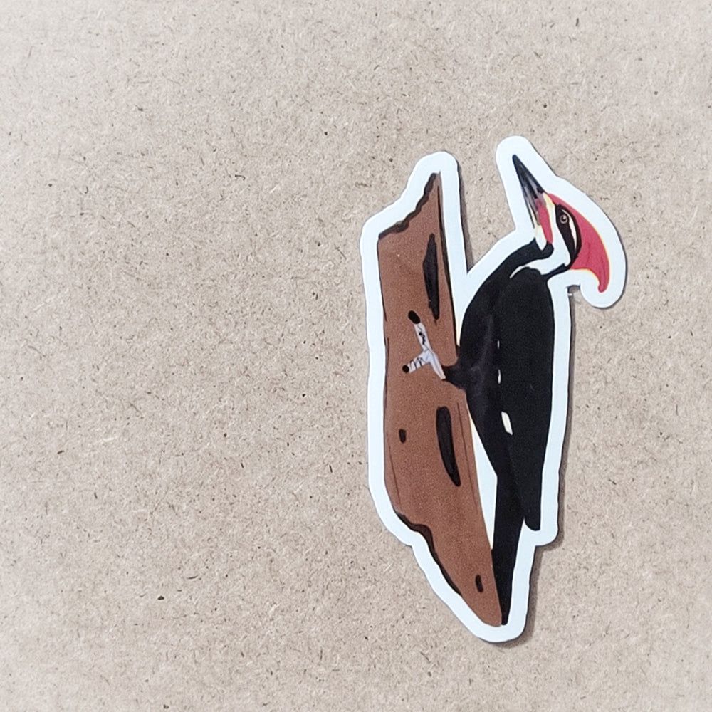 Pileated Woodpecker 3 inch sticker, PIWO Bird