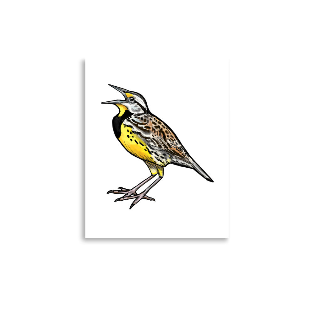 Eastern Meadowlark Wildlife Bird Illustration