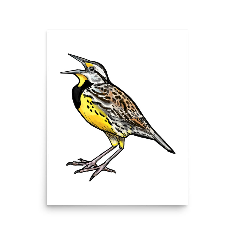 Eastern Meadowlark Wildlife Bird Illustration
