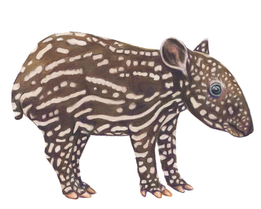 Baby Malaysian Tapir Original Artwork