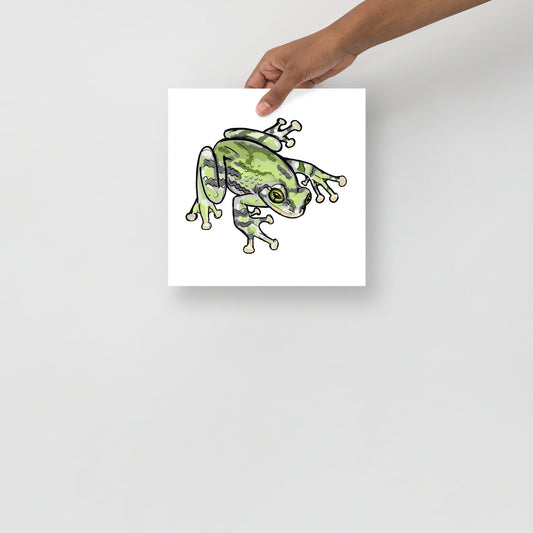 Grey Tree Frog Print