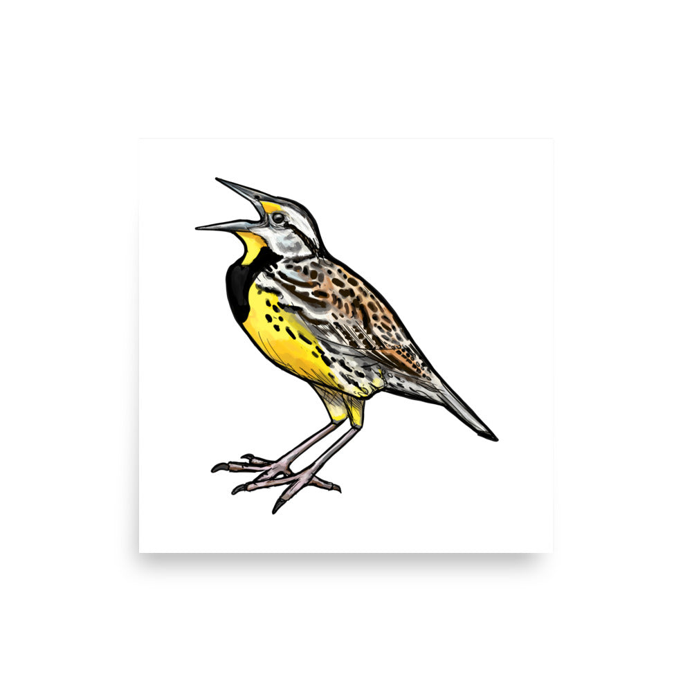 Eastern Meadowlark Wildlife Bird Illustration