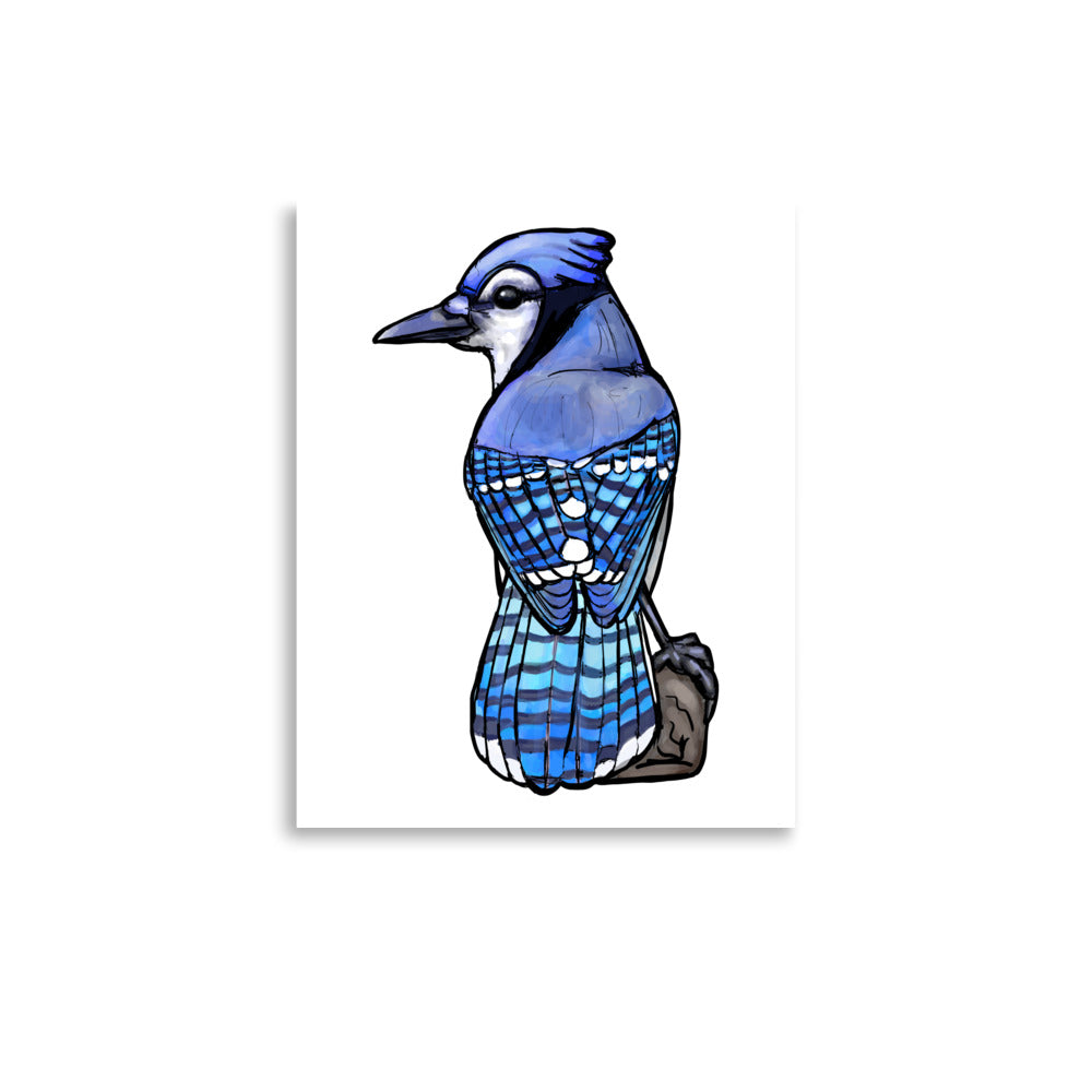 Blue Jay Bird Illustration Print