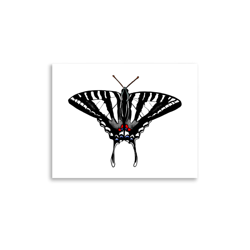 Zebra Swallowtail Butterfly Insect Illustration Print