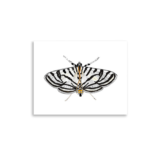 Zebra Moth Insect Illustration Print, Conchylodes Ovulalis