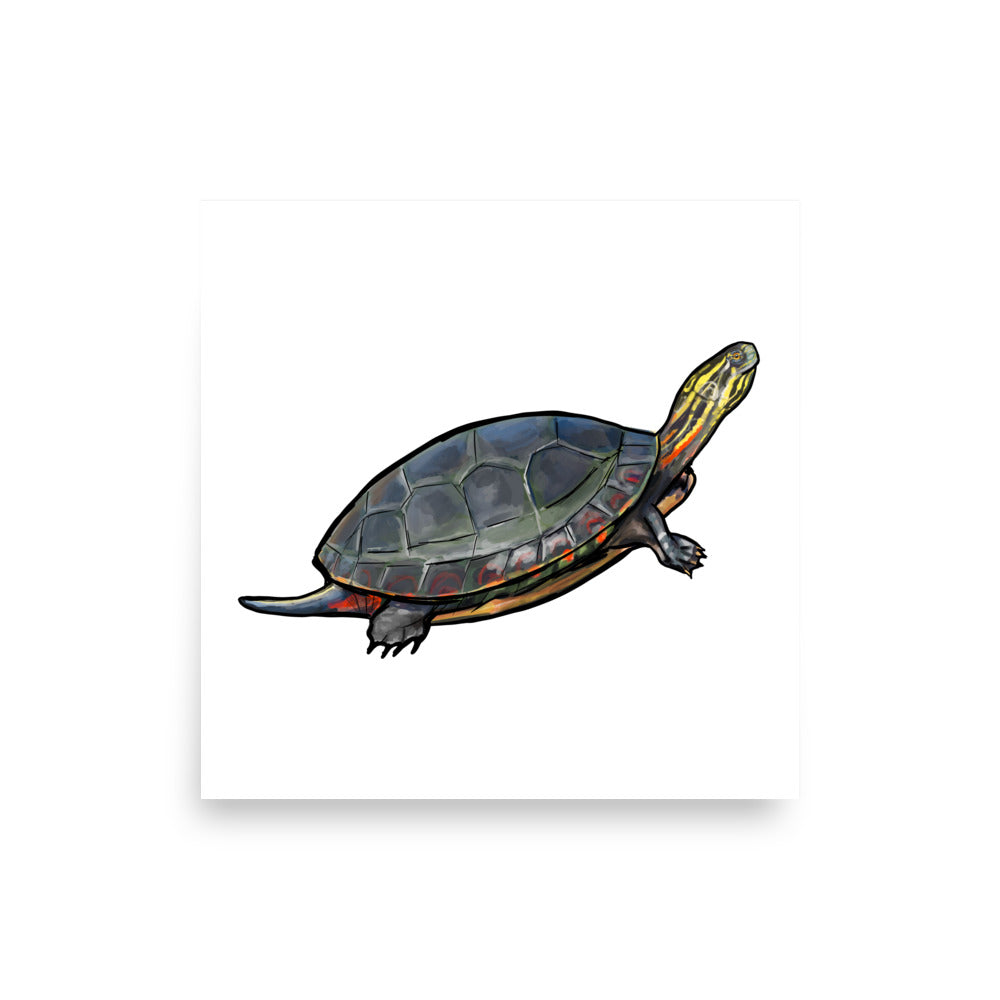 Painted Turtle Wildlife Illustration Print