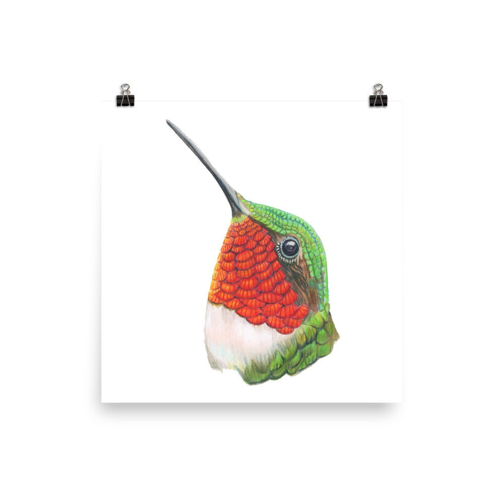 Ruby-Throated Hummingbird  Print