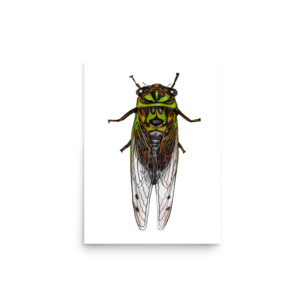Dog-day Cicada Insect Print