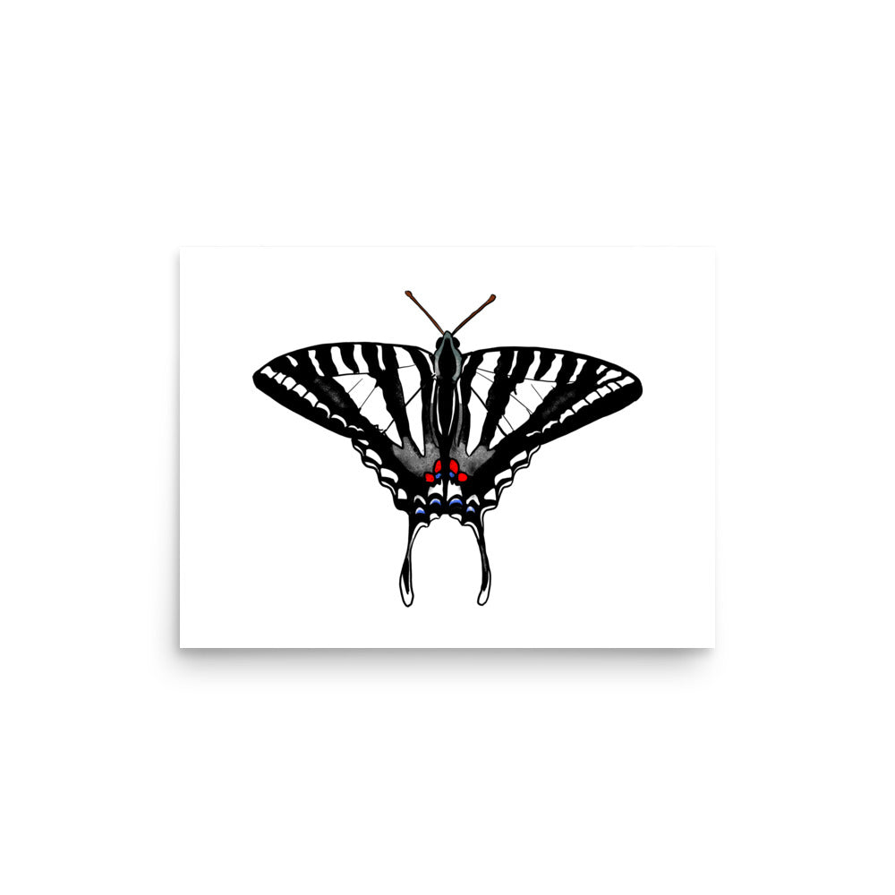Zebra Swallowtail Butterfly Insect Illustration Print