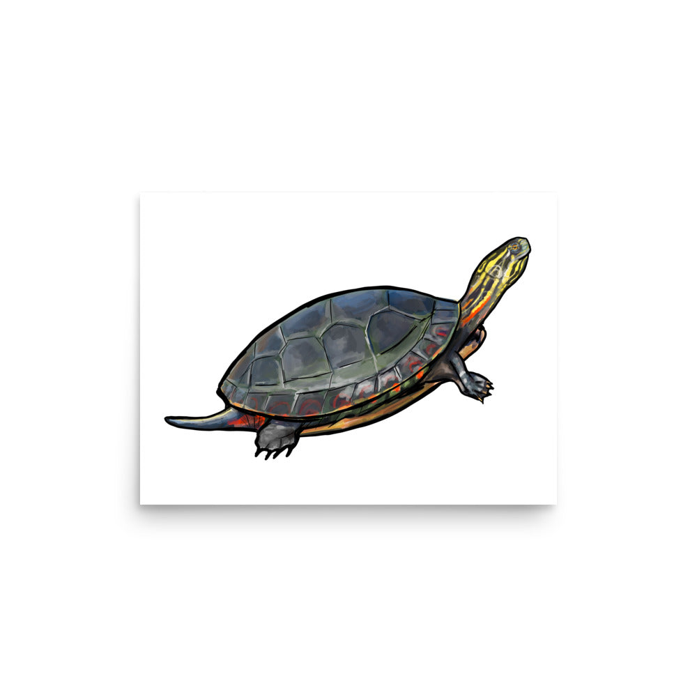 Painted Turtle Wildlife Illustration Print