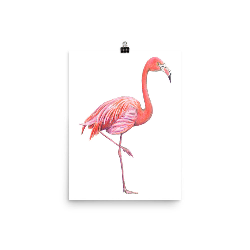 American Flamingo Bird