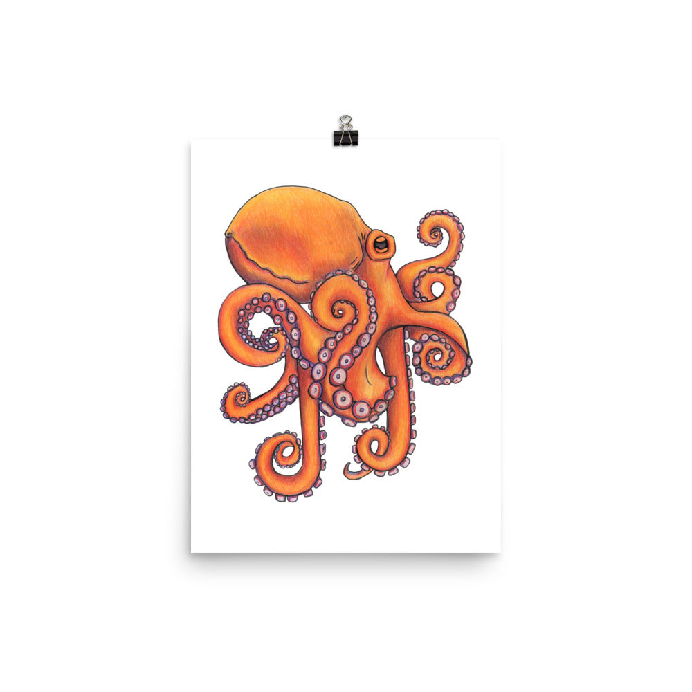 Octopus  Ocean Animal