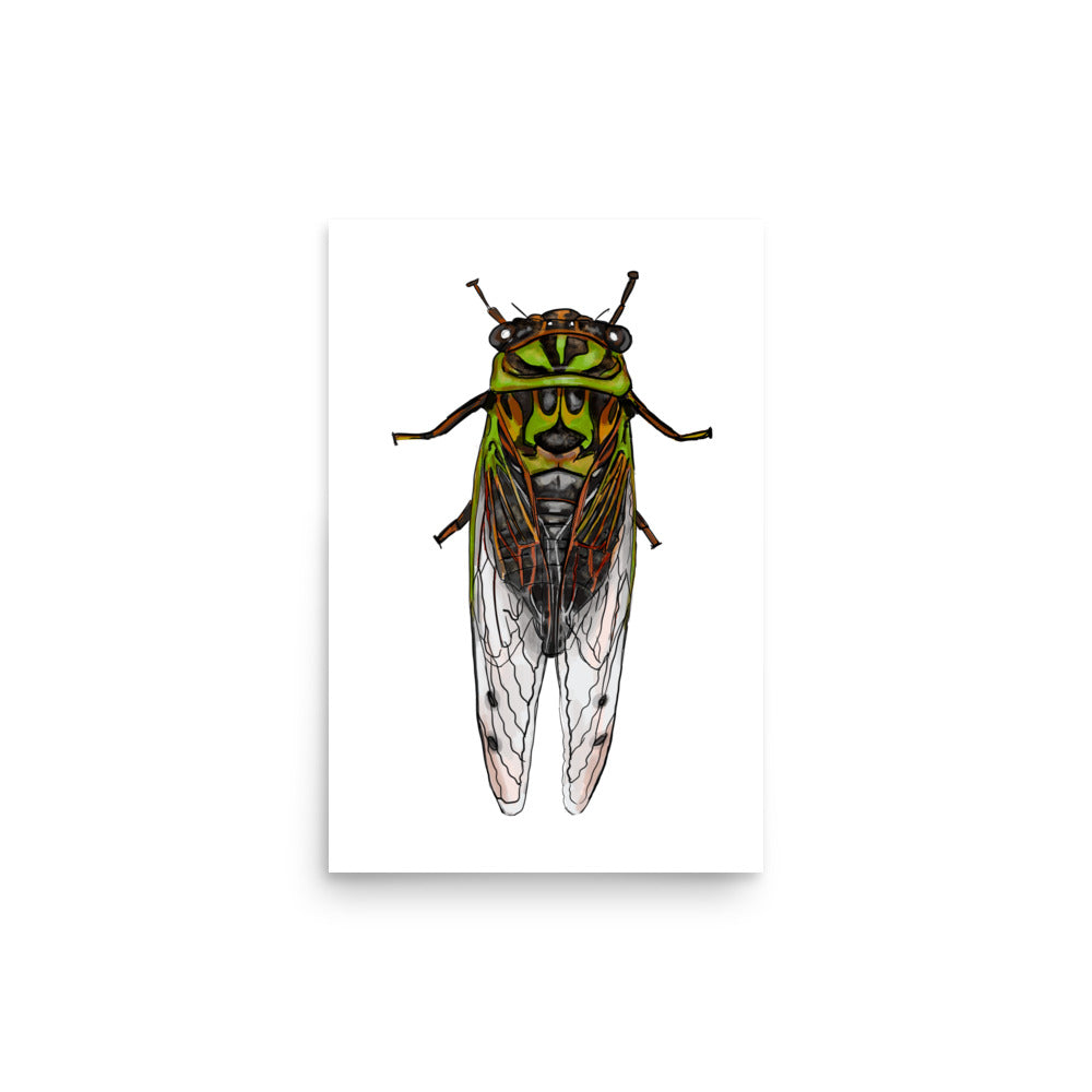 Dog-day Cicada Insect Print