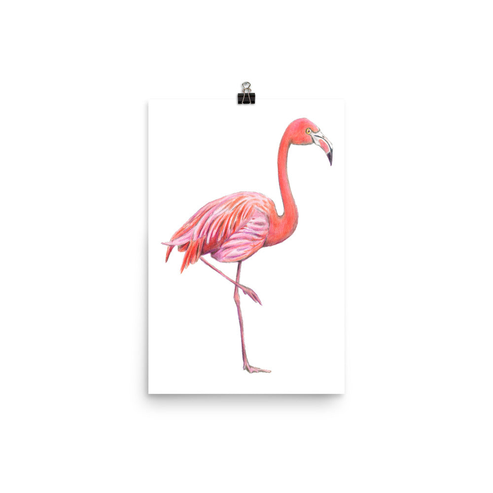 American Flamingo Bird