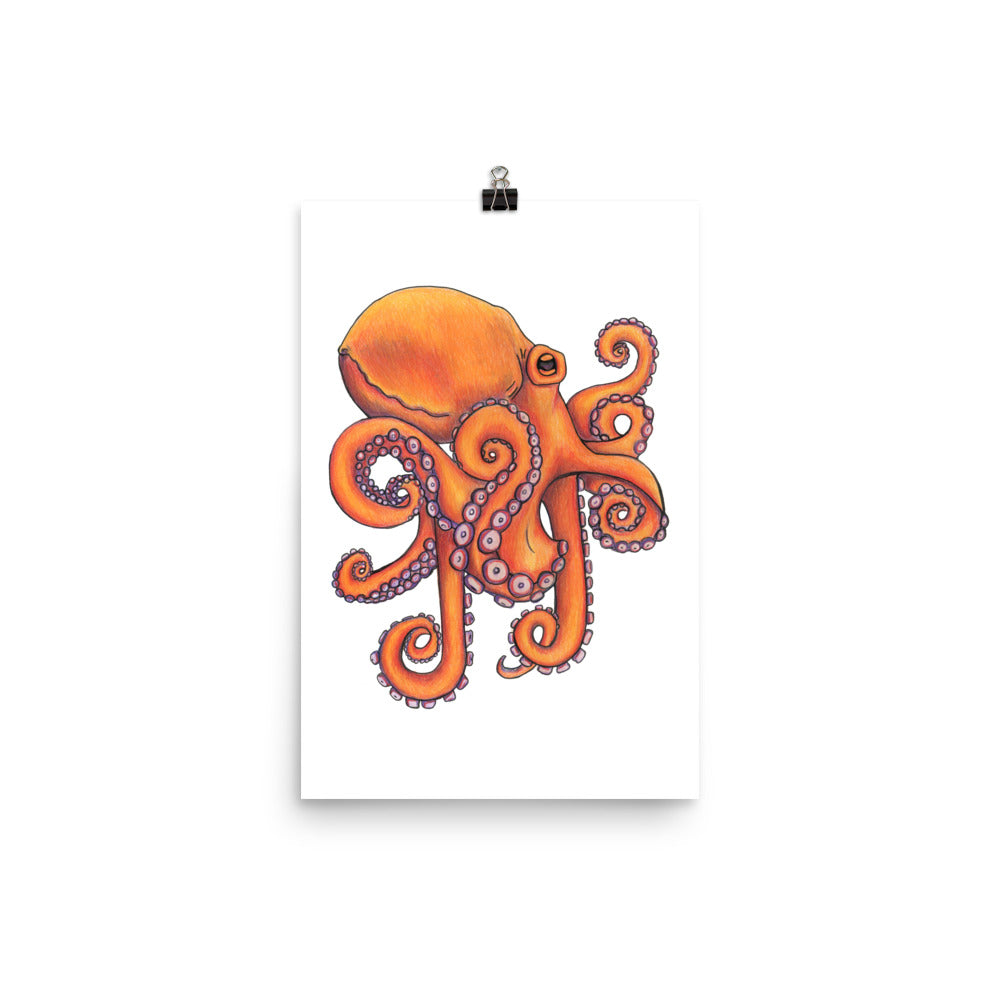 Octopus  Ocean Animal
