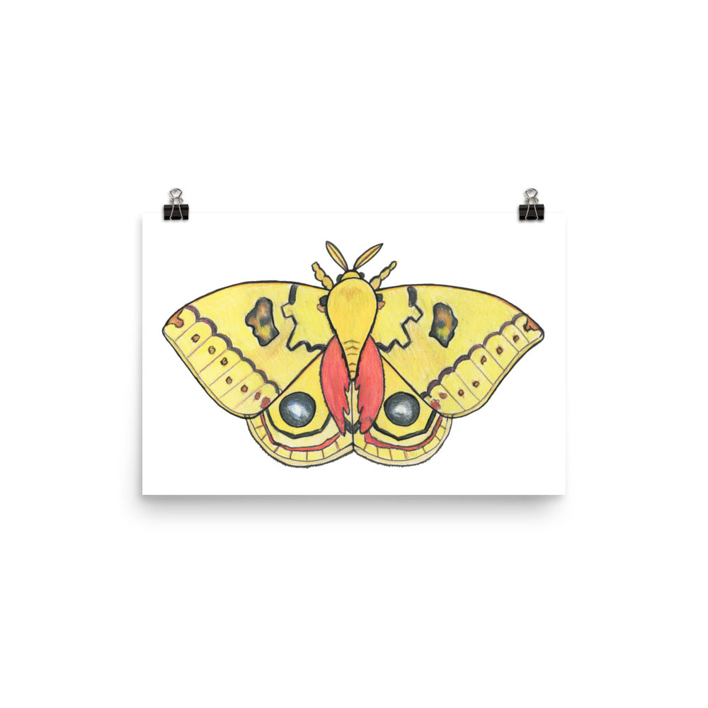 Io Moth Insect