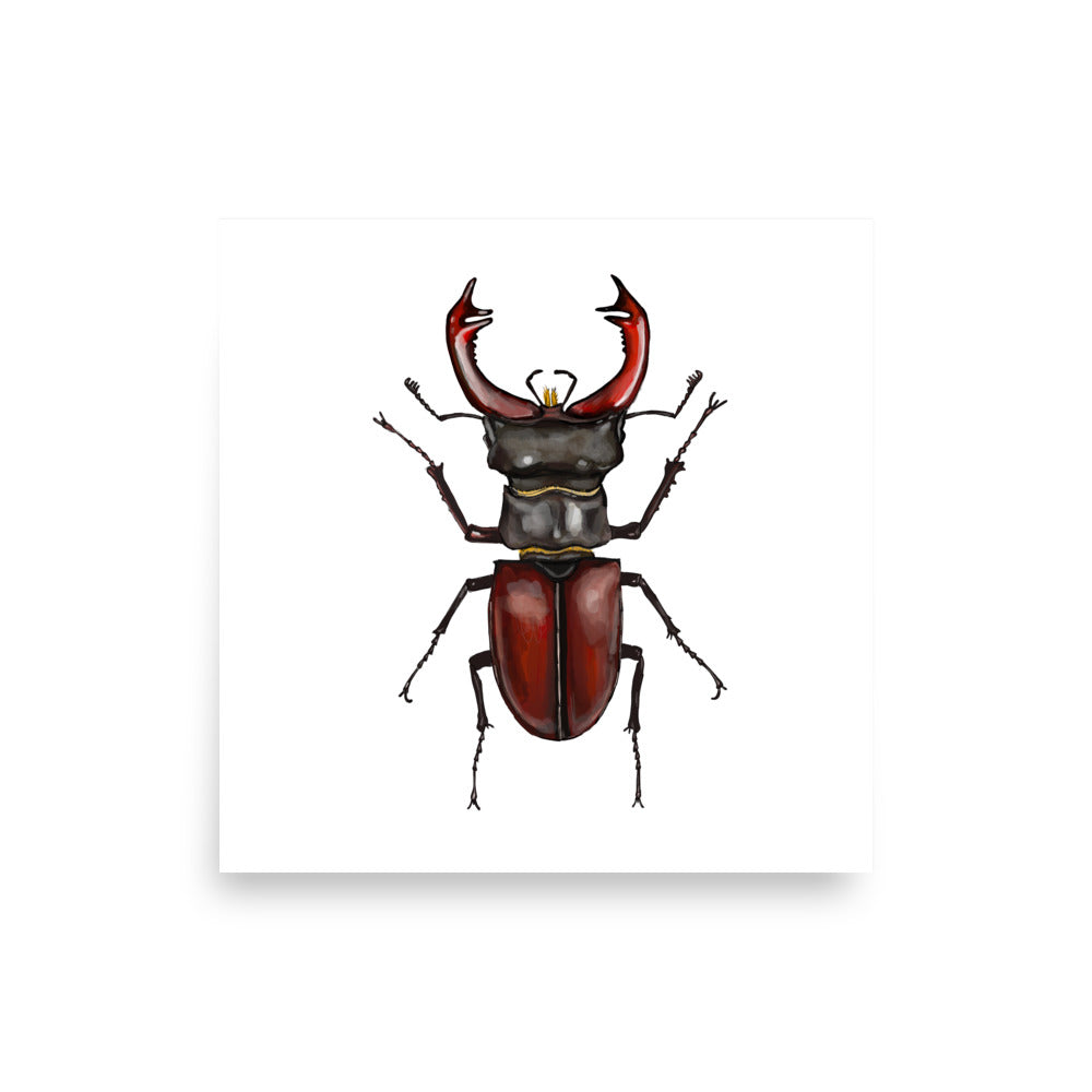 Giant Stag Beetle Insect Illustration Print