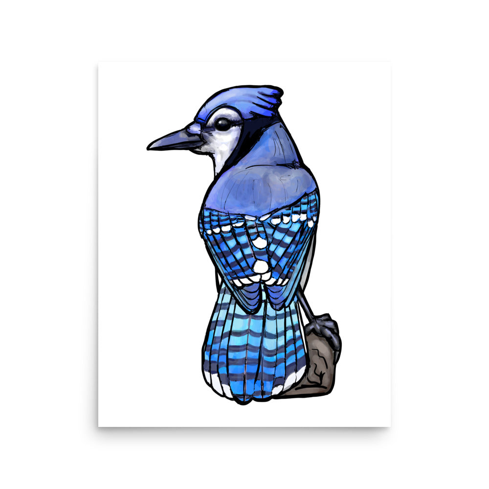 Blue Jay Bird Illustration Print