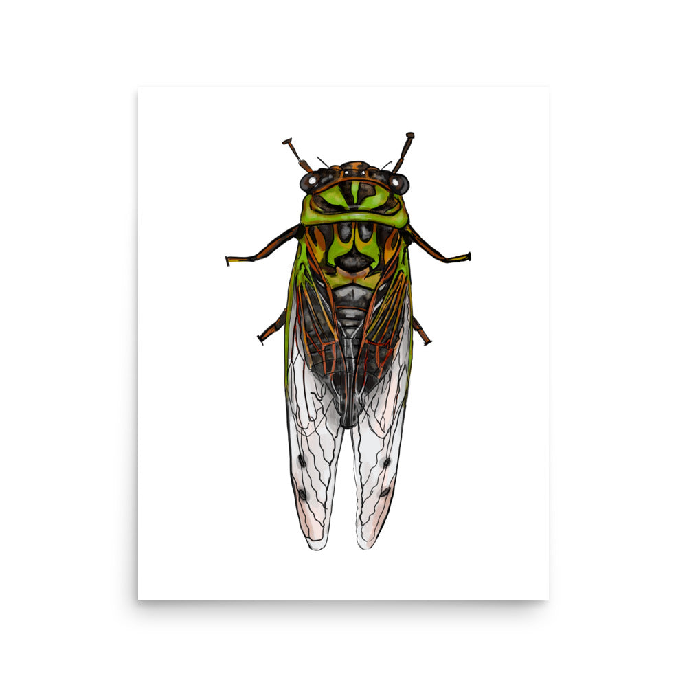 Dog-day Cicada Insect Print