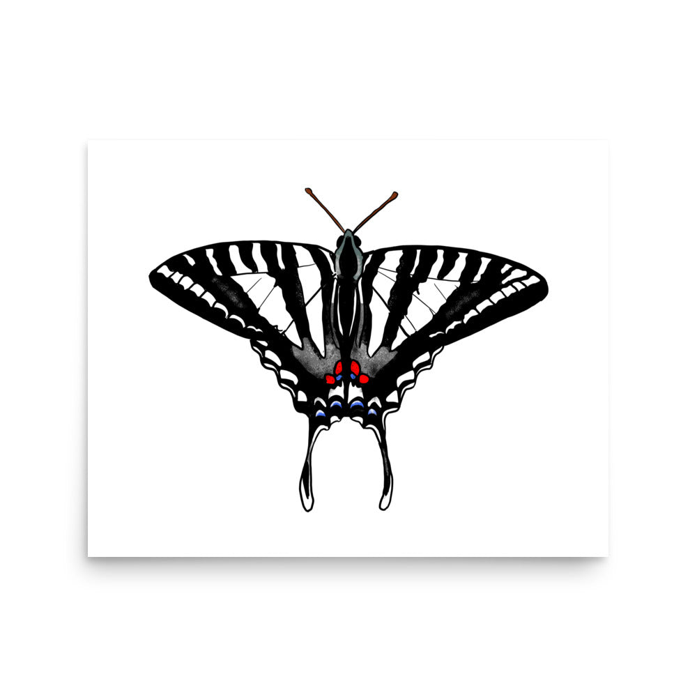 Zebra Swallowtail Butterfly Insect Illustration Print