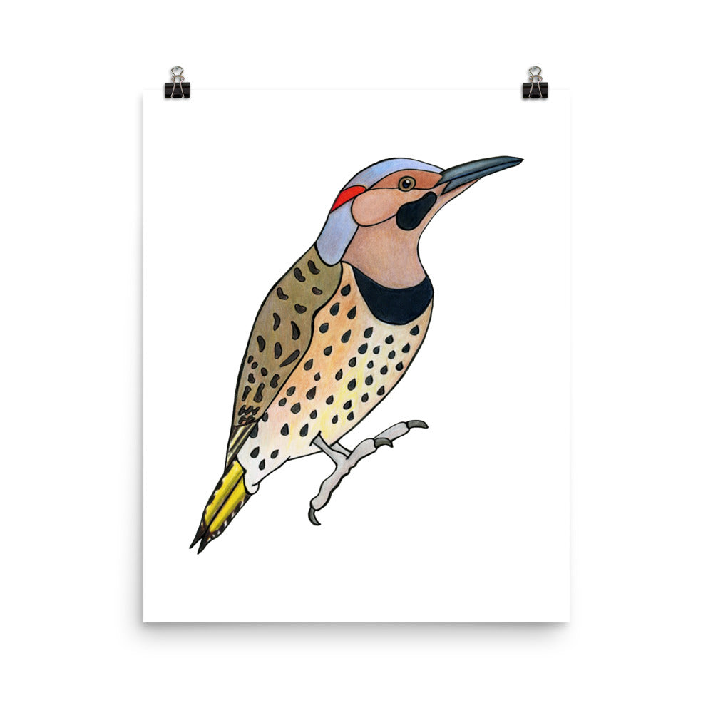 Northern Flicker Bird Print