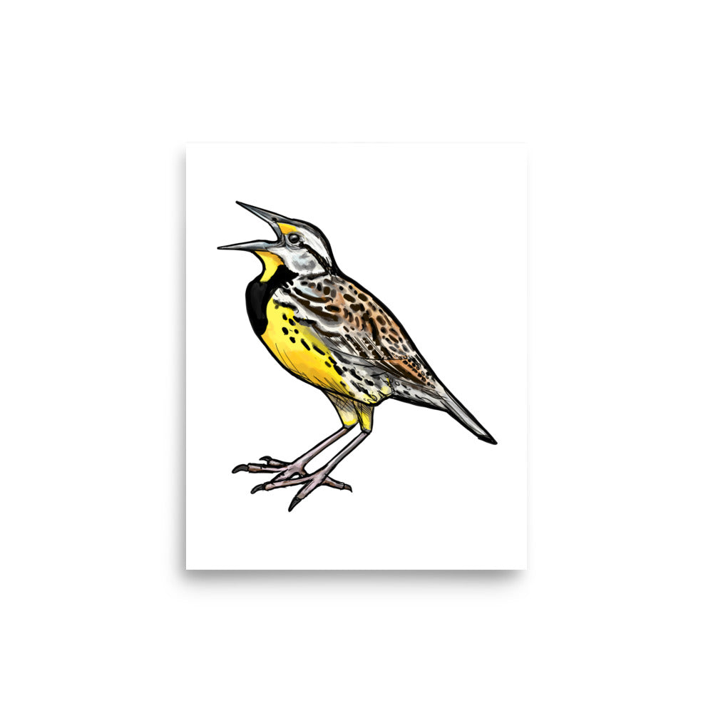 Eastern Meadowlark Wildlife Bird Illustration