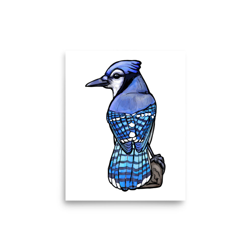 Blue Jay Bird Illustration Print