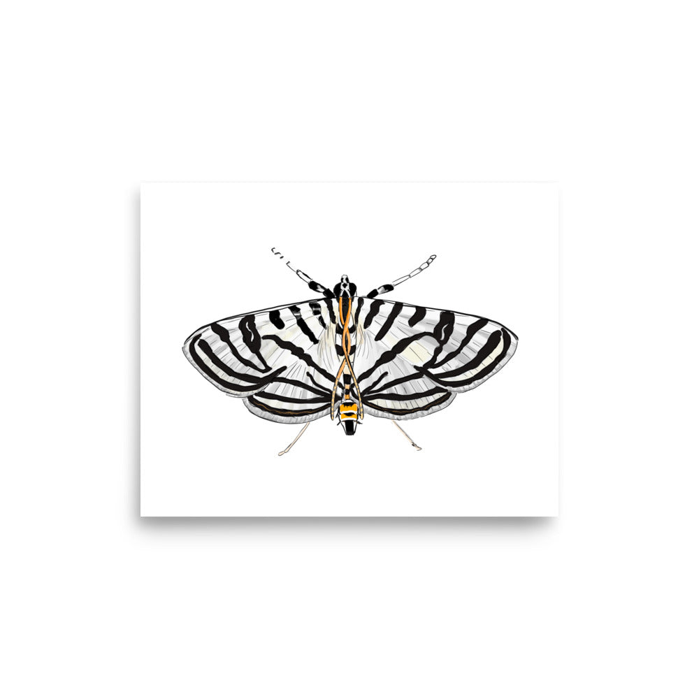 Zebra Moth Insect Illustration Print, Conchylodes Ovulalis