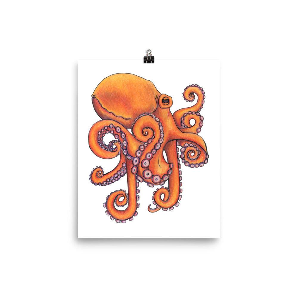 Octopus  Ocean Animal